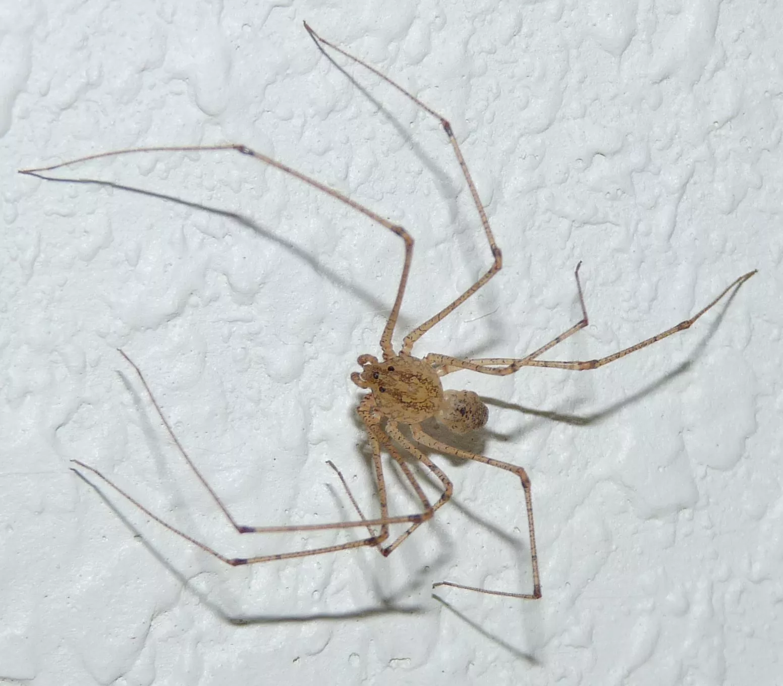 Como manter a casa livre de teias de aranha