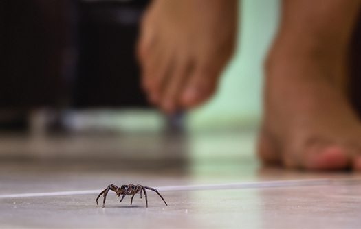 A-maioria-das-aranhas-urbanas-nao-sao-venenosas.-Conheca-as-mais-perigosas.
