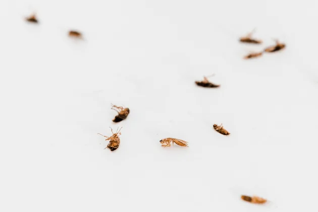 Como-Acabar-com-Infestacao-de-Baratas-Francesinhas-em-Casa