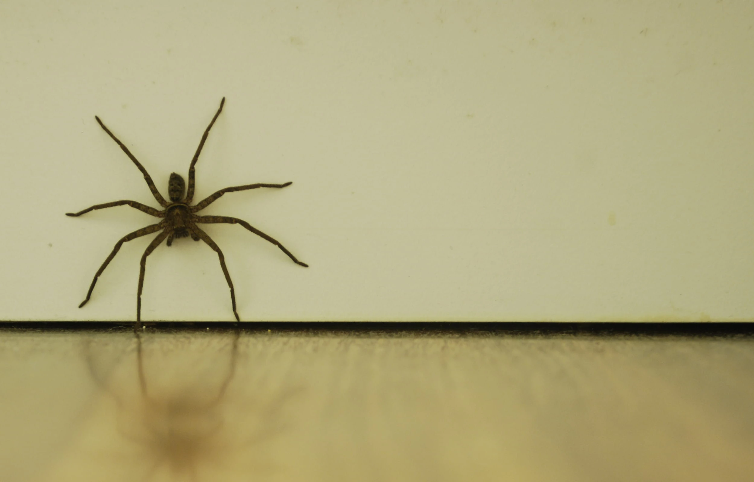 aranhas-domesticas-conheca-as-especies-perigosas-e-saiba-como-evita-las