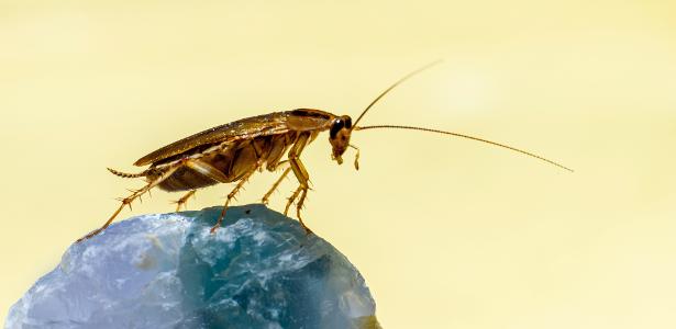 barata-1649440534416_v2_615x300