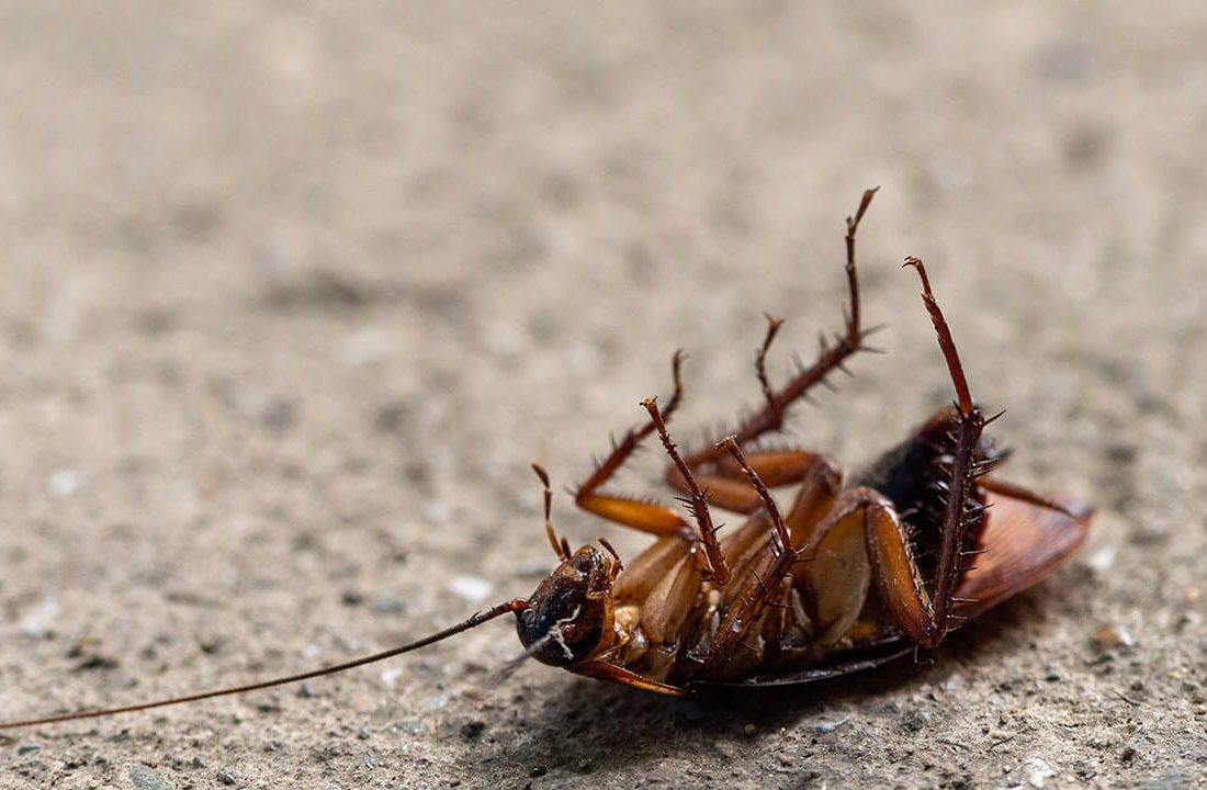 comomatarbarata6maneirasparaquemtemmedo1-1100x720