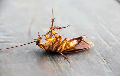 dedetizacao-de-baratas_min