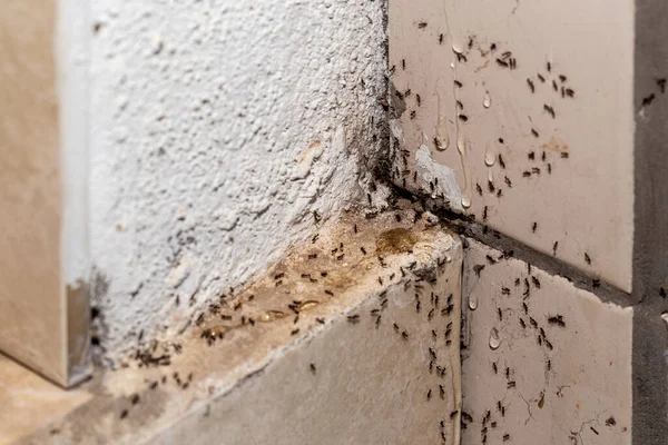 depositphotos_654625878-stock-photo-ant-infestation-hole-crack-wall
