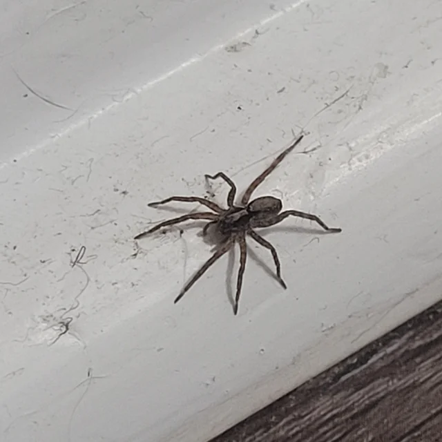 my-partner-and-i-have-found-3-spiders-in-our-new-apartment-v0-cwq4g10yblve1
