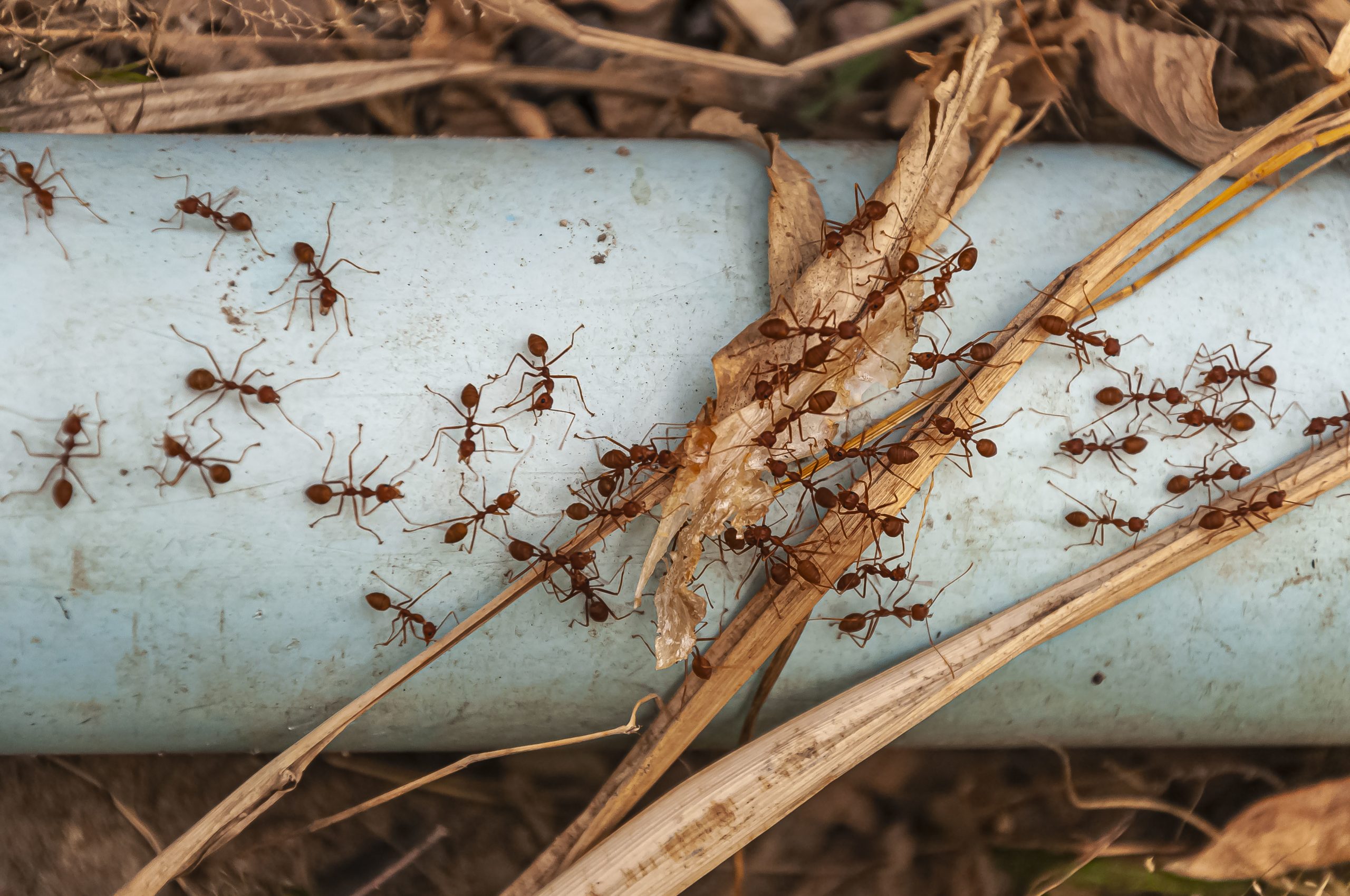 overhead-shot-red-ants-steel-blue-pipe-taken-doi-tao-lake-thailand-asia-scaled