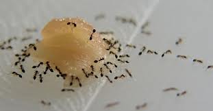 tiny ants