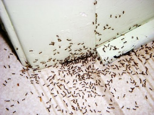 Está com infestação de formigas? Veja quanto custa eliminar o problema
