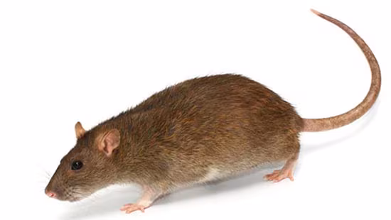 Norway-rat