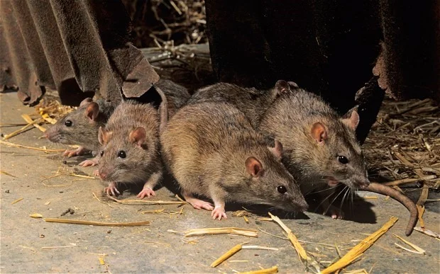 Perguntas-sobre-os-ratos