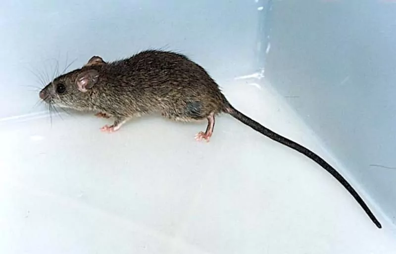 Rato-do-Telhado-Rattus-rattus